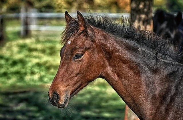 foal-3818264_640