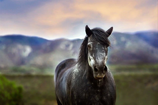 horse-1911400_640